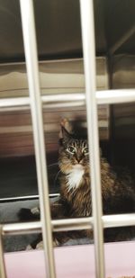 Main coon sitting in cage looking at camera after surgery in vet clinic. angled shot