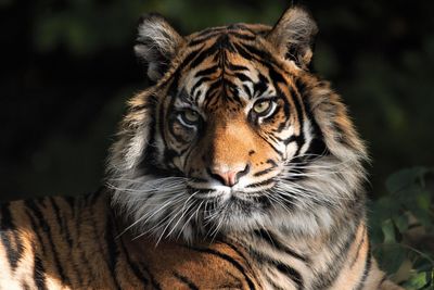 Close-up portrait of a tiger