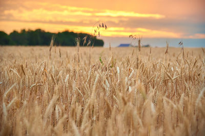 Wheat field against sky during sunset