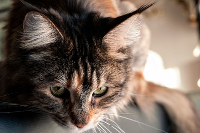 Close-up portrait of a cat