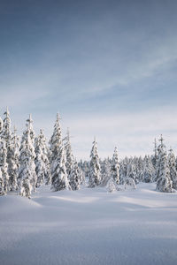 cold temperature