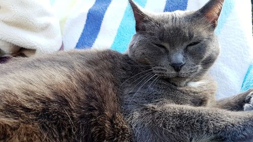 Close-up of cat sleeping on bed