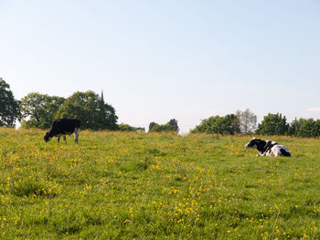 Horses in a field