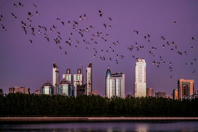 Flock of birds flying over buildings