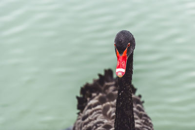 Portrait of black swan swimming on lake