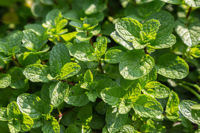 Close-up of wet leaves