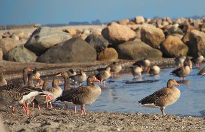 Flock of seagulls on beach