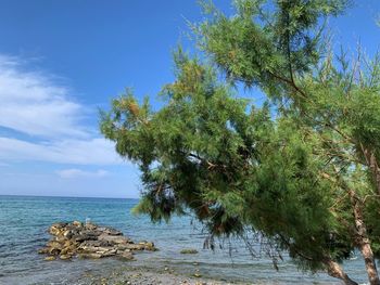 Tree by sea against sky