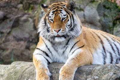 Tiger lying on rock 