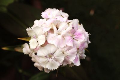Close-up of pink flowers