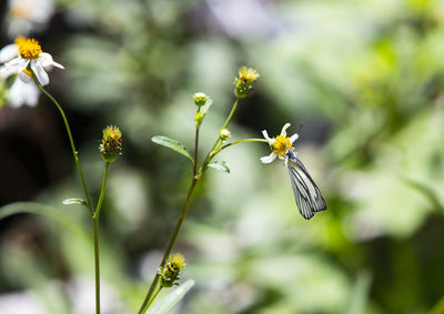 Close-up of butterfly pollinating on flower