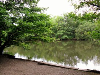 Scenic view of lake against trees in forest