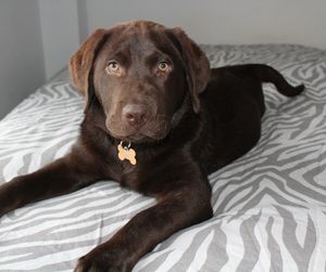 Close-up portrait of dog on bed