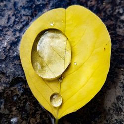 High angle view of wet yellow leaf on water