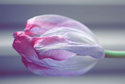 Close-up of pink rose flower