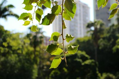 Close-up of fresh green leaves on branch