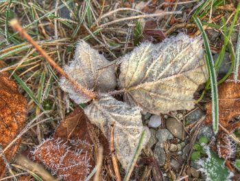High angle view of lizard on plants
