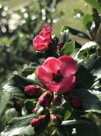 Close-up of pink flowering plant