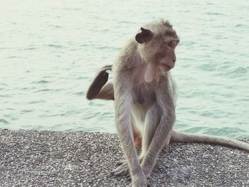 Monkey sitting on shore