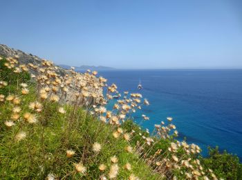 High angle view of plants by sea against clear sky
