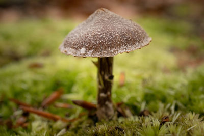 Close-up of mushroom growing on field, cortinarius hemitrichus - frosty webcap