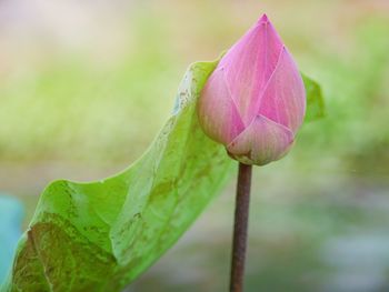 Close-up of pink lotus bud