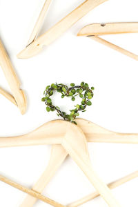 High angle view of plant against white background