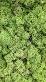 Full frame shot of green plants