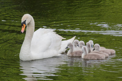 Two swans swimming in water