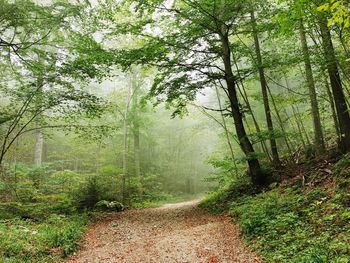 Trees growing in forest