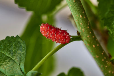 Close up view of ripe red mulberry