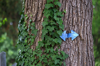 Close-up of tree trunk