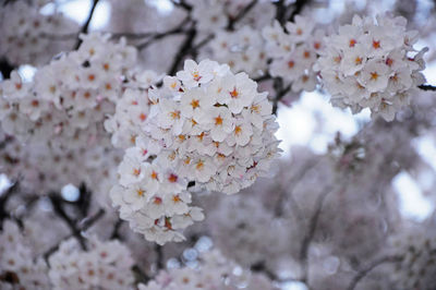 Close-up of white cherry blossom tree