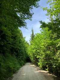 Road amidst trees against sky