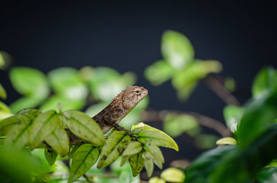 Brown chameleons in green bush with isolated photo, thailand