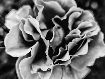 Close-up of rose blooming outdoors
