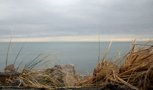 Plants growing on beach against sky