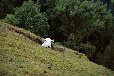 Sheep relaxing in a hole on a grassy hillside.  near llangollen, wales.