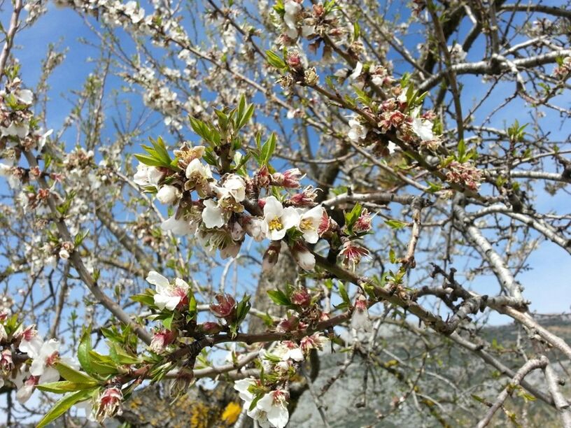 flower, branch, freshness, low angle view, tree, growth, blossom, fragility, beauty in nature, cherry blossom, nature, cherry tree, in bloom, springtime, fruit tree, sky, blooming, apple tree, clear sky, petal