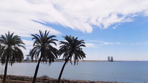 Palm trees on beach against sky