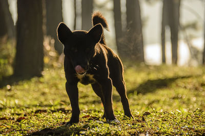 Dog running on field