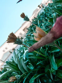 Close-up of hand holding plant against sky