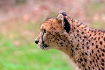 Side view of cheetah looking away