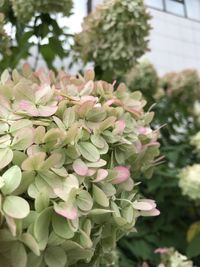 Close-up of flowering plant