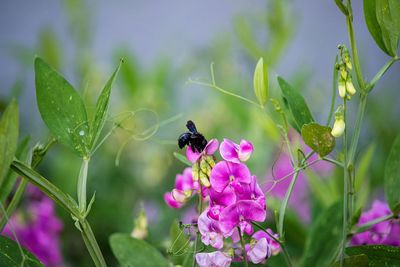 Close-up of insect on purple flower