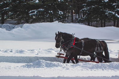 Horse cart on snow covered land