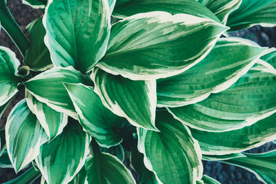 Close-up of fresh green leaves