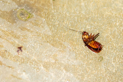 High angle view of insect on land