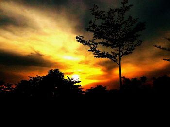 Silhouette trees against sky during sunset