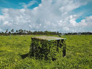 Plants growing on land against sky